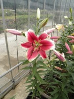 [1760 Flashpoint Mak No02.JPG]